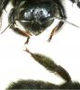 Xylocopa violacea